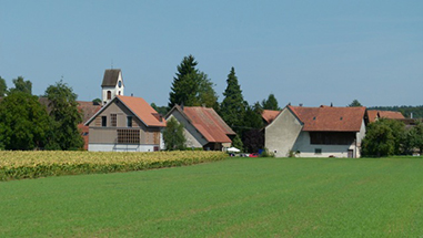 Buch Roses